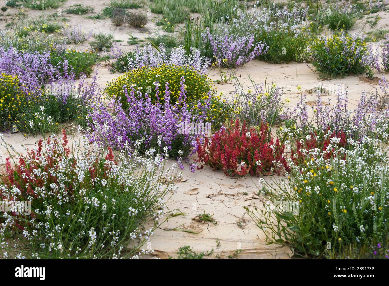 Dopo una rara stagione di piogge nel deserto del Negev, Israele, un'abbondanza di fiori selvatici germogliano e fioriscono. Fotografato alle cisterne di Lotz nel Nege Foto Stock