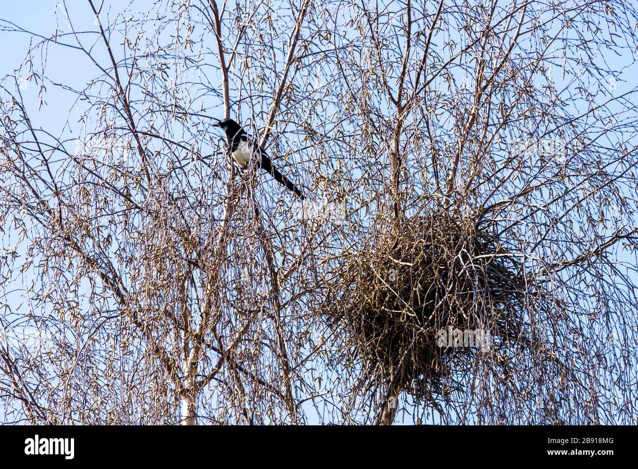 Un magpie e il suo nido in un albero di betulla d'argento nel Regno Unito di Gloucester suburbano Foto Stock