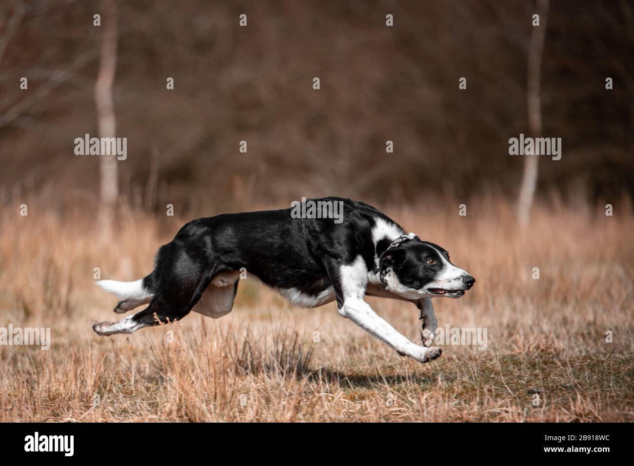 Cattura di azione di un cane bianco e nero di pecora che corre in un campo. Foto Stock