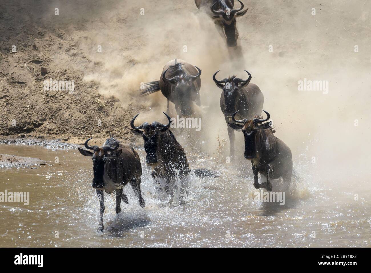 Blue wildebeest, brindato gnu (Connochaetes taurinus) mandria che attraversa il fiume Mara saltando in durante la grande migrazione, Serengeti parco nazionale, Foto Stock
