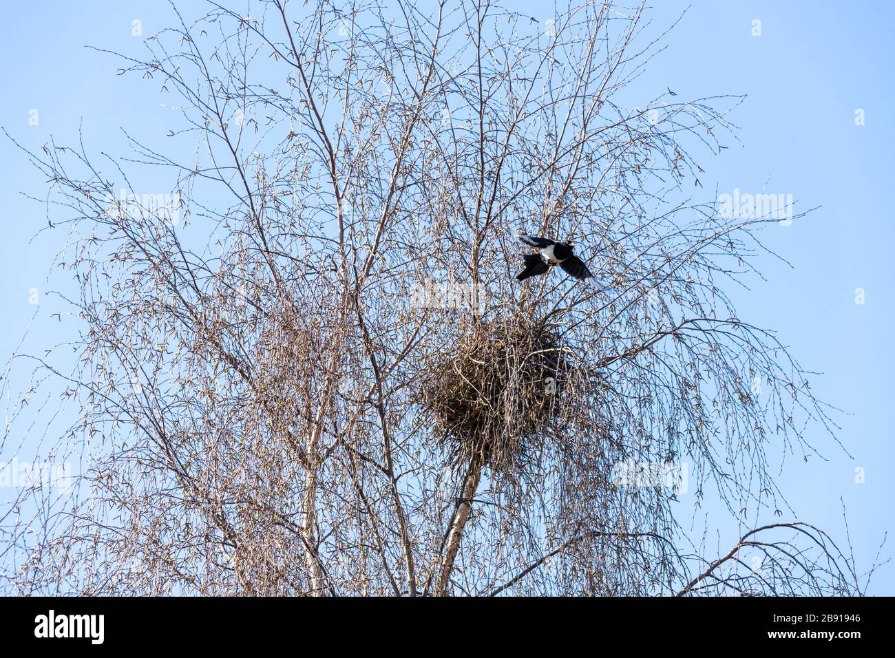 Un magpie e il suo nido in un albero di betulla d'argento nel Regno Unito di Gloucester suburbano Foto Stock