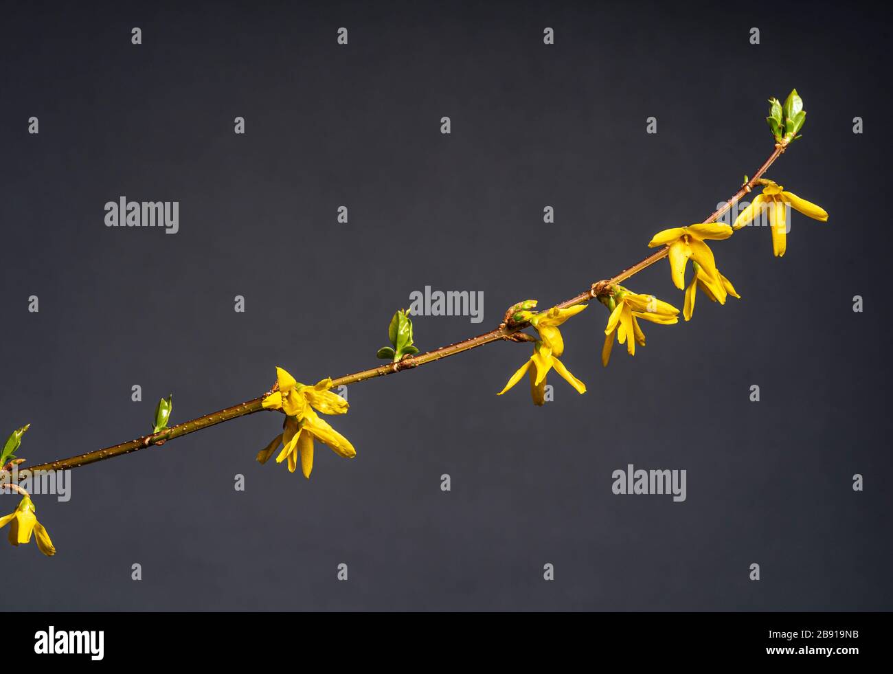 Forsythia x intermedia varietà Lynwood, varietà Forsythia Lynwood, Oleaceae. Arbusto in fiore all'inizio della primavera con fiori gialli dorati. Foto Stock