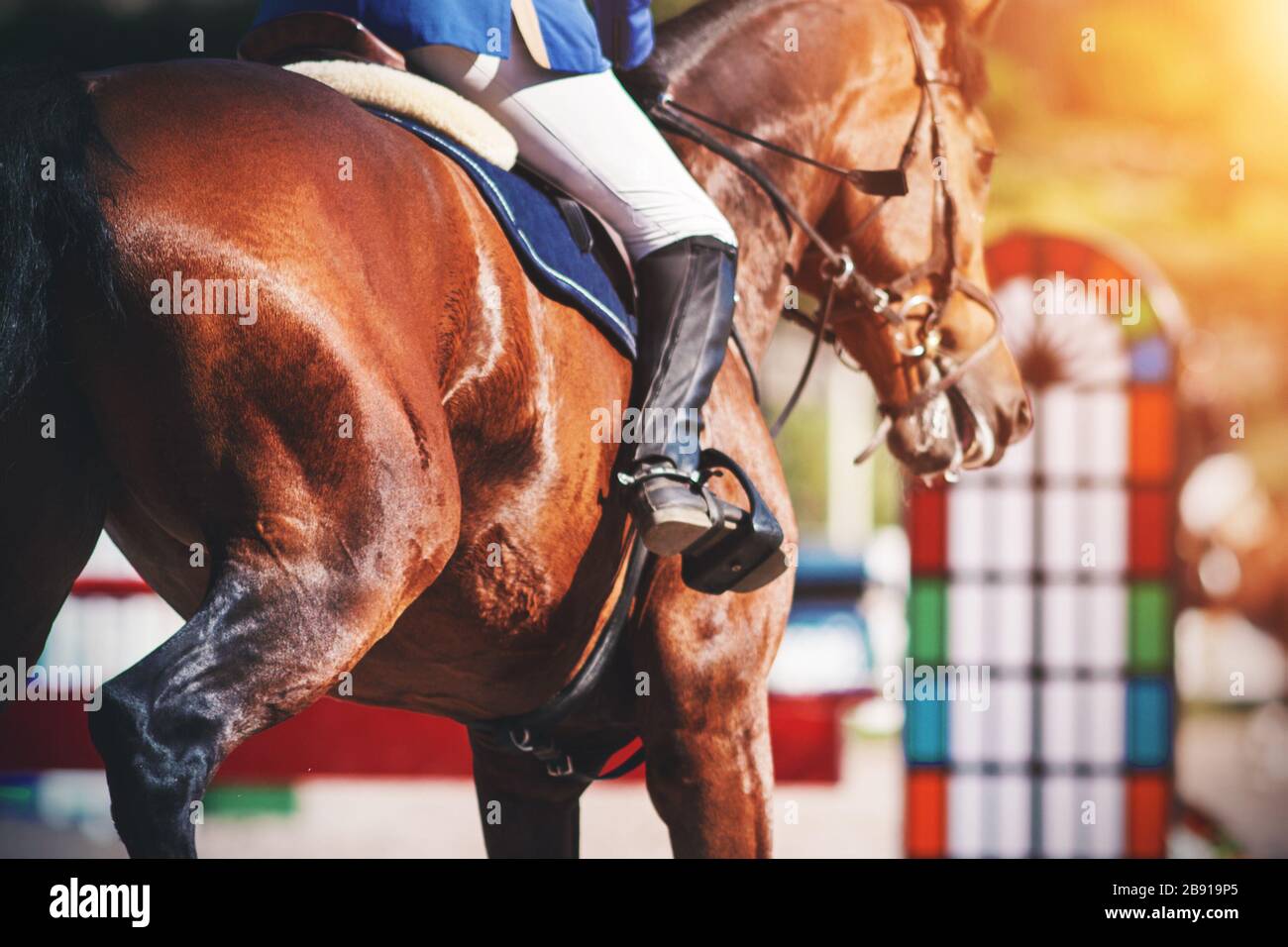 Un elegante cavallo della baia con un cavaliere in sella galoppato in avanti alla barriera in una gara di salto in uno spettacolo in una giornata di sole. Foto Stock
