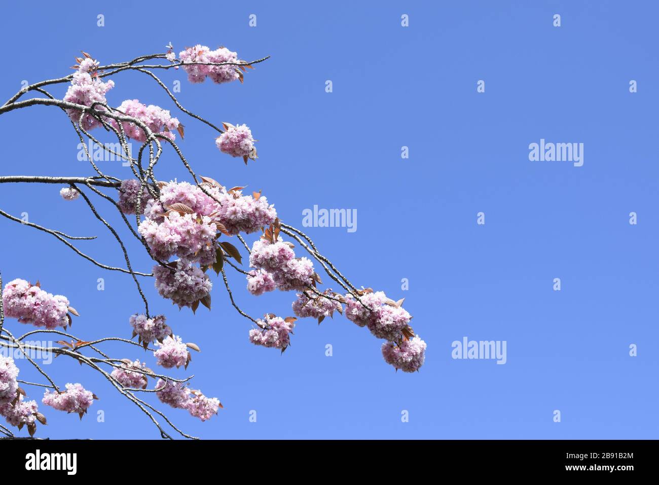 Fiori di ciliegio su sfondo normale Foto Stock