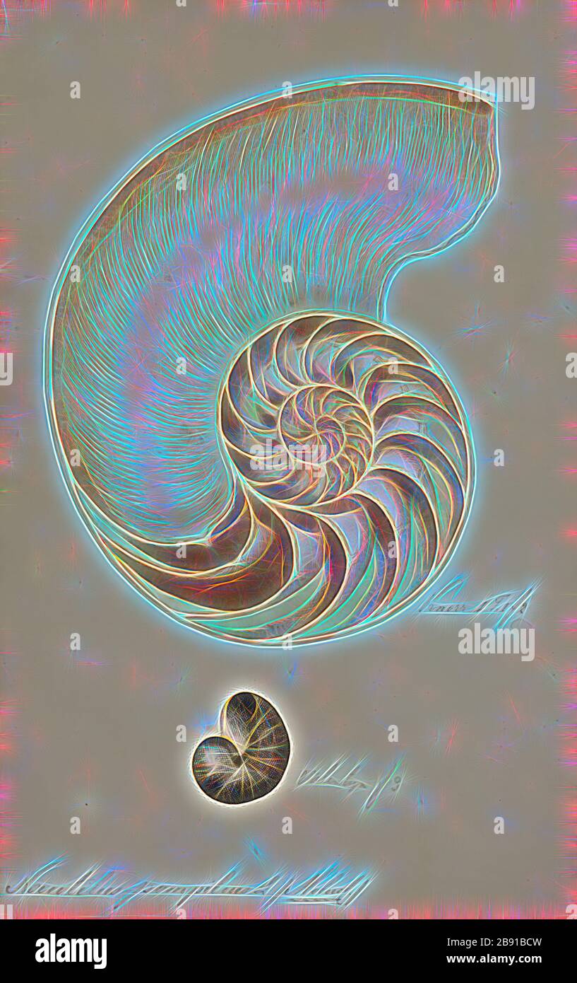 Nautilus pompilius, Print, il nautilus, Nautilus pompilius, chiamato anche perlaceo nautilus, è la specie più conosciuta di nautilus. Il guscio, una volta tagliato, rivela un rivestimento di brillante Nacre e mostra una spirale equiangolare quasi perfetta, anche se non è una spirale dorata. La shell presenta una controflatura, essendo chiara sul fondo e scura sulla parte superiore. Questo per evitare predatori, perché quando visto dall'alto, si fonde con l'oscurità del mare, e quando visto dal basso, si fonde con la luce proveniente dall'alto., Reimagined by Gibon, design di caldo allegro incandescente Foto Stock