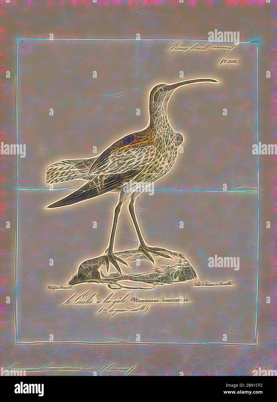 Numanius tenuirostris, il curlew (Numanius tenuirostris) è un uccello della famiglia dei Cuculidae. Si nutre di paludi e torbiere nella taiga della Siberia, ed è migratoria, in passato in ambienti di acqua dolce poco profondi intorno al Mediterraneo. Questa specie si è presentata come un vampante nell'Europa occidentale, nelle Isole Canarie, nelle Azzorre, in Oman, in Canada e in Giappone., 1825-1830, Reimagined by Gibon, disegno di calore allegro di luminosità e raggi di luce radianza. Arte classica reinventata con un tocco moderno. Fotografia ispirata al futurismo, che abbraccia l'energia dinamica o Foto Stock