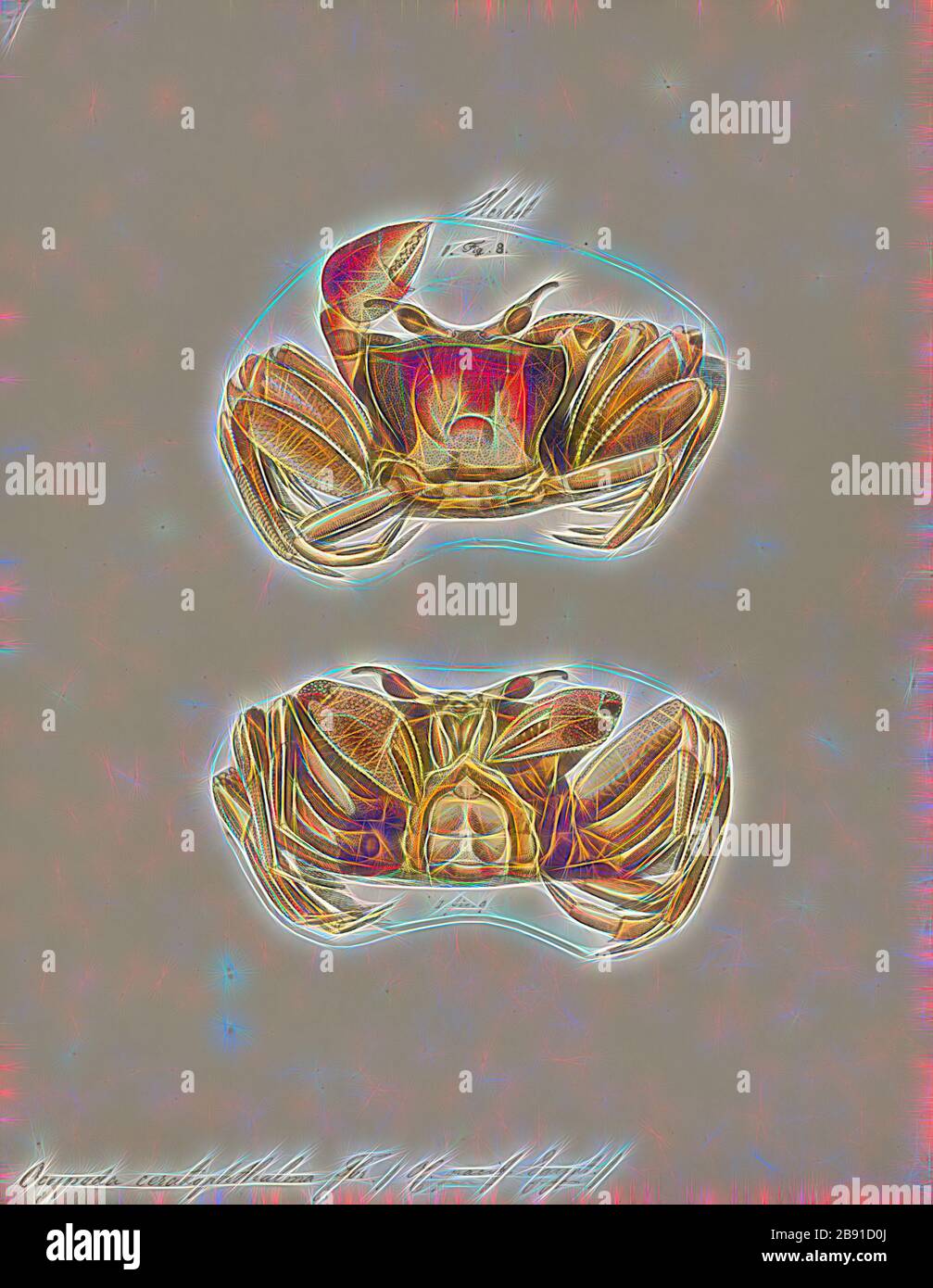 Ocypoda ceratophthalma, Print, Ocypode è un genere di granchi fantasma che si trova nelle coste sabbiose delle regioni tropicali e subtropicali di tutto il mondo. Hanno un corpo simile a scatola, occhi spessi e allungati, e un artiglio è più grande dell'altro sia nei maschi che nelle femmine. Abitano burrows profondi nella zona intertidale. Sono principalmente notturni, e sono generalisti scavatori e predatori di piccoli animali. Il genere contiene 21 specie., Reimagined by Gibon, disegno di calore allegro di luminosità e raggi di luce radiance. Arte classica reinventata con un tocco moderno. Fotografia inspir Foto Stock