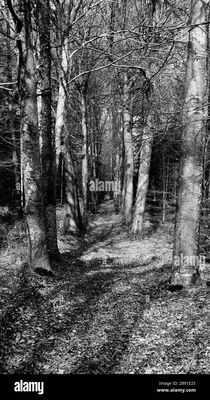 Foresta di primavera Foto Stock