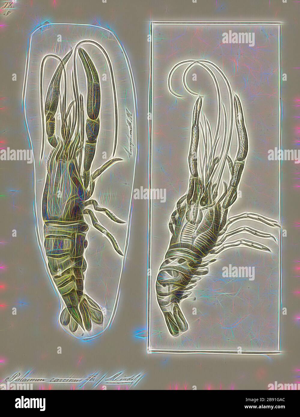 Palaemon carcinus, Print, Macrobrachium carcinus è una specie di gamberi d'acqua dolce nativi di ruscelli, fiumi e insenature dalla Florida al Brasile meridionale. È la più grande specie nota di gambero d'acqua dolce neotropico, che cresce fino a 30 centimetri e pesa fino a 850 grammi (30 once), sebbene siano stati riportati esemplari ancora più grandi. È una specie importante per la pesca commerciale nella zona di Sao Francisco, dove è conosciuta con il nome locale di pitu. M. il carcinus è onnivoro, con una dieta composta da molluschi, piccoli pesci, alghe, figliata di foglie e insetti., Reimagined da Gi Foto Stock