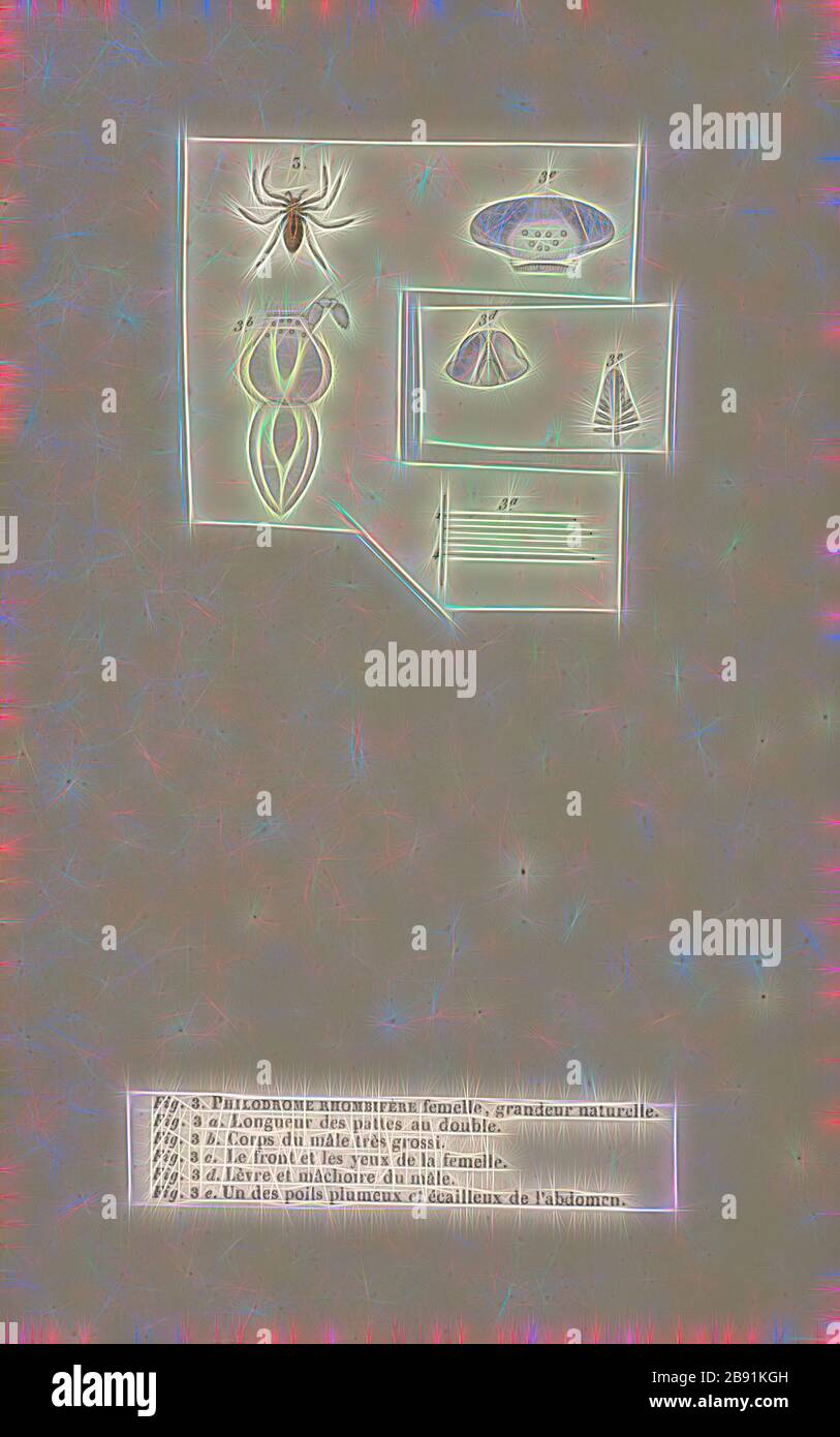 Philodromus, Print, Philodromus è un genere di ragni di granchio filodromico. I ragni in questo genere sono distintamente appiattiti., Reimagined da Gibon, disegno di calore allegro di luminosità e di radianza di raggi di luce. Arte classica reinventata con un tocco moderno. La fotografia ispirata al futurismo, che abbraccia l'energia dinamica della tecnologia moderna, del movimento, della velocità e rivoluziona la cultura. Foto Stock