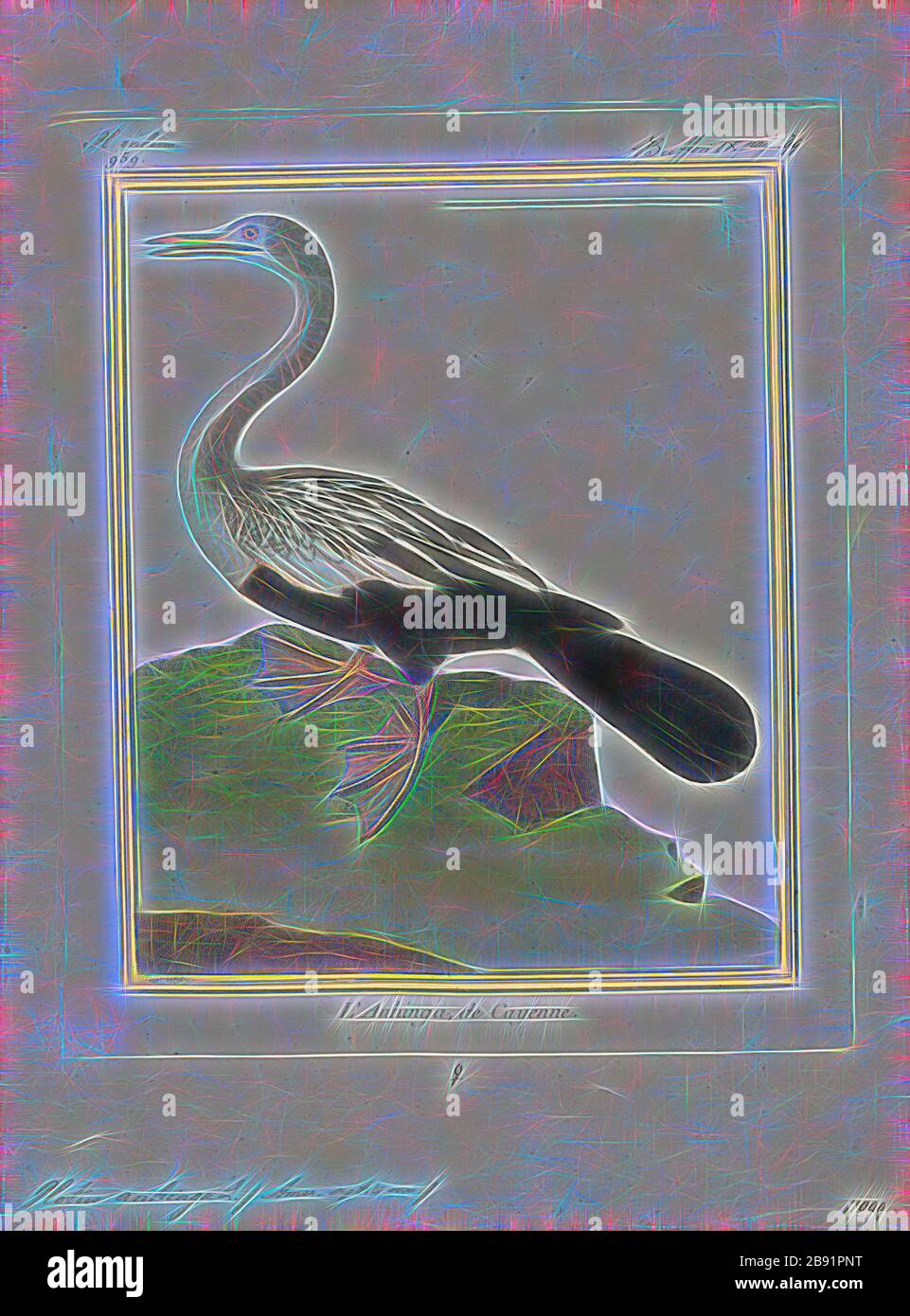 Plotus anhinga, Stampa, l'anhinga, a volte chiamato snakebird, darter, darter americano, o tacchino d'acqua, è un uccello d'acqua delle parti più calde delle Americhe. La parola anhinga deriva dalla lingua brasiliana Tupi e significa uccello diavolo o serpente. L'origine del nome snakebird è evidente quando si nuota: Solo il collo colorato appare sopra l'acqua in modo che l'uccello sembra un serpente pronto a colpire. Non hanno narici esterne (narici) e respirano solo attraverso la loro epiglottis., 1700-1880, Reimagined by Gibon, disegno di calore allegro di luminosità e raggi di luce radianza. Classico Foto Stock