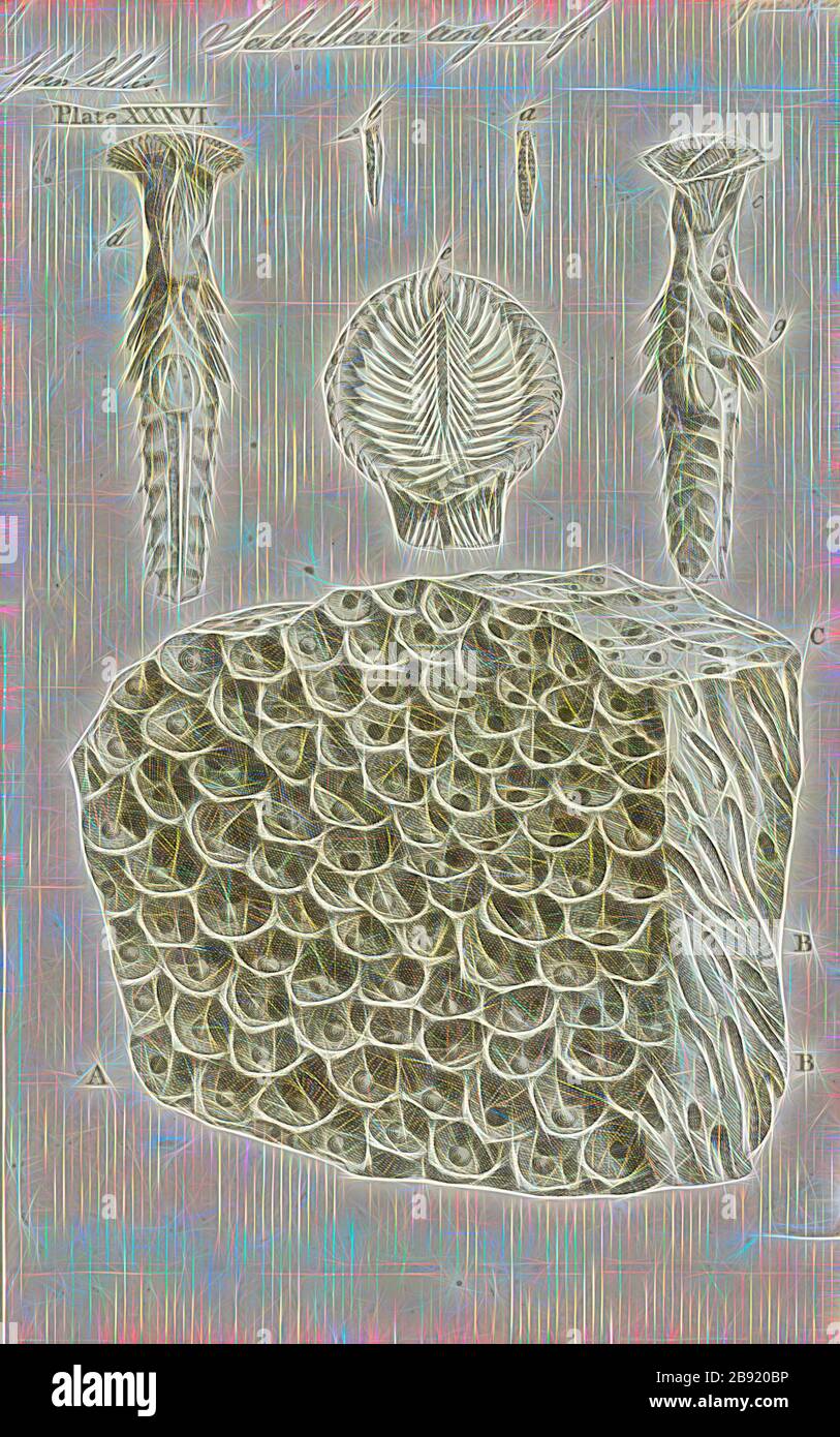 Sabellaria anglica, stampa Sabellaria è un genere di marine polychaete worm nella famiglia Sabellariidae. La specie tipo è Sabellaria alveolata (Linnaeus, 1767). Questi worm sono sedentari e costruire i tubi in cui vivere da sabbia e frammenti di guscio. Alcune specie sono chiamati nido worm e quando essi si verificano in numeri grandi possono costituire barriere coralline su rocce e altri substrati duri. Essi sono filtri alimentatori, si estende un pennacchio-come fan di radioles dall'estremità del tubo al fine di catturare il plancton e detriti galleggianti passato. Essi hanno un opercolo distintivo che è usato per bloccare l'apertura Foto Stock