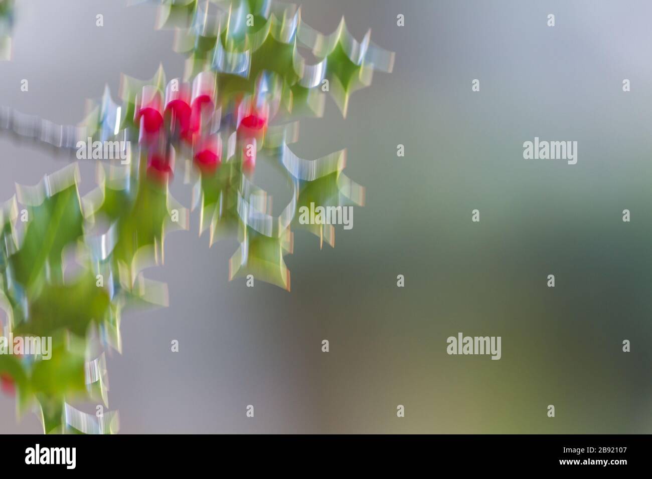 Immagine creativa di festosa e colorata agrifoglio per il periodo natalizio. REGNO UNITO Foto Stock