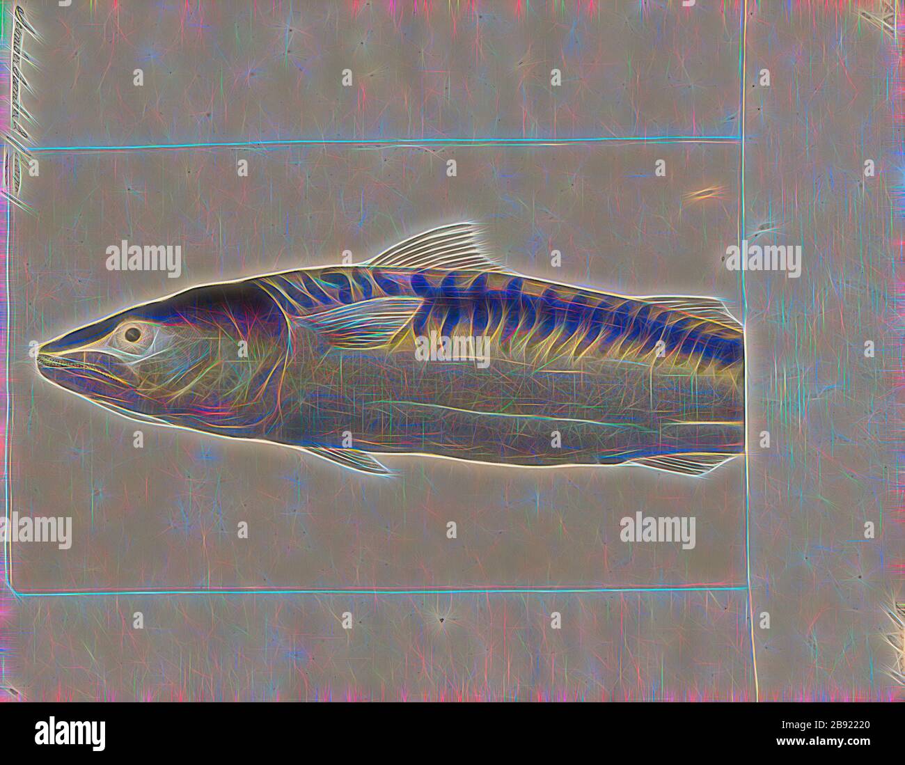 Scomber scomber, Print, Scomber è un genere di pesci della famiglia Scombridae che vive nell'oceano aperto che si trova nell'Oceano Atlantico, Indiano e Pacifico. Il genere Scomber e il genere Rastrelliger comprendono la tribù Scombrini, conosciuta come i veri sgombri. Questi pesci hanno un corpo allungato, molto affusolato, muscoloso e agile. Gli occhi sono grandi, la testa è allungata, con una grande bocca dotata di denti. Hanno due pinne dorsali triangolari, con alcune pinne stabilizzatrici lungo il peduncolo caudale. Il colore di base è blu-verde con un ventre bianco argenteo e una parte posteriore più scura, di solito chiazzato nero., 1 Foto Stock