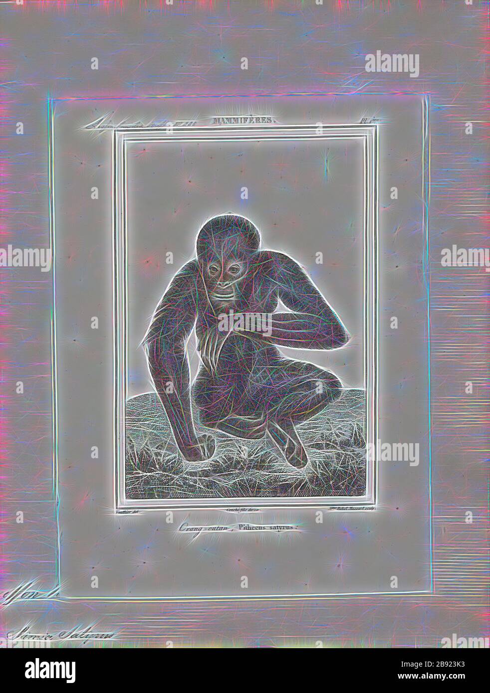 Simia satyrus, Print, Apes (Hominoidea) sono un ramo di simiani senza coda del Vecchio mondo nativi dell'Africa e del Sudest asiatico. Essi sono il gruppo sorella delle scimmie del Vecchio mondo, insieme formando la clade catarrina. Si distinguono dagli altri primati per un più ampio grado di libertà di movimento all'articolazione della spalla, come si è evoluto per l'influenza della brachiazione. Nell'uso tradizionale e non scientifico, il termine ape esclude gli esseri umani, e non è quindi equivalente al taxon scientifico Hominoidea. Ci sono due rami della superfamiglia Hominoidea: I gibboni, o minori scimmie, e gli hominidi, o Foto Stock