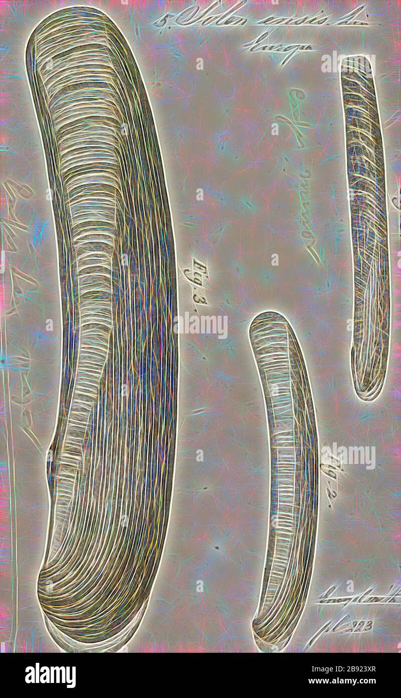 Solen ensis, Print, Ensis ensis, o il rasoio di spada, è un mollusco di molluschi bivalvi della famiglia Pharidae. Vive sepolto nella sabbia e si trova al largo delle coste dell'Europa nord-occidentale., Reimagined by Gibon, design di calore allegro di luminosità e raggi di luce radianza. Arte classica reinventata con un tocco moderno. La fotografia ispirata al futurismo, che abbraccia l'energia dinamica della tecnologia moderna, del movimento, della velocità e rivoluziona la cultura. Foto Stock