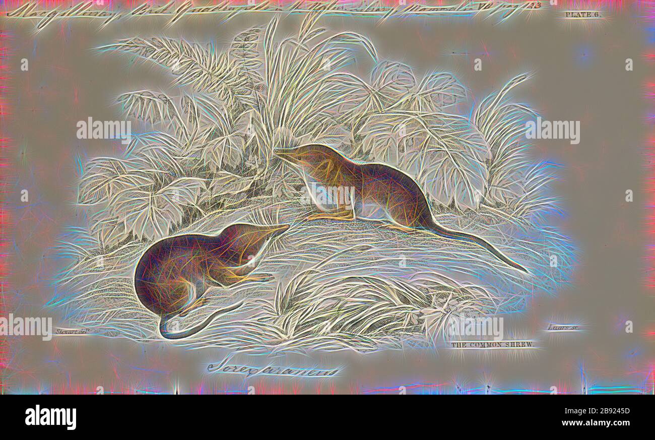 Sorex araneus, Print, lo shrew comune (Sorex araneus), conosciuto anche come lo shrew eurasiatico, è lo shrew più comune, e uno dei mammiferi più comuni, in tutta l'Europa settentrionale, compresa la Gran Bretagna, ma esclusa l'Irlanda. È lungo da 55 a 82 millimetri (da 2,2 a 3,2 poll.) e pesa da 5 a 12 grammi (da 0,2 a 0,4 oz) e ha una pelliccia marrone scuro vellutata con una parte inferiore pallida. Gli scranni giovani hanno pelliccia più leggera fino al loro primo molt. Lo shrew comune ha piccoli occhi, uno snout appuntito, mobile e denti con punta rossa. Ha una durata di circa 14 mesi., 1700-1880, Reimagined da Gibon, disegno di w Foto Stock