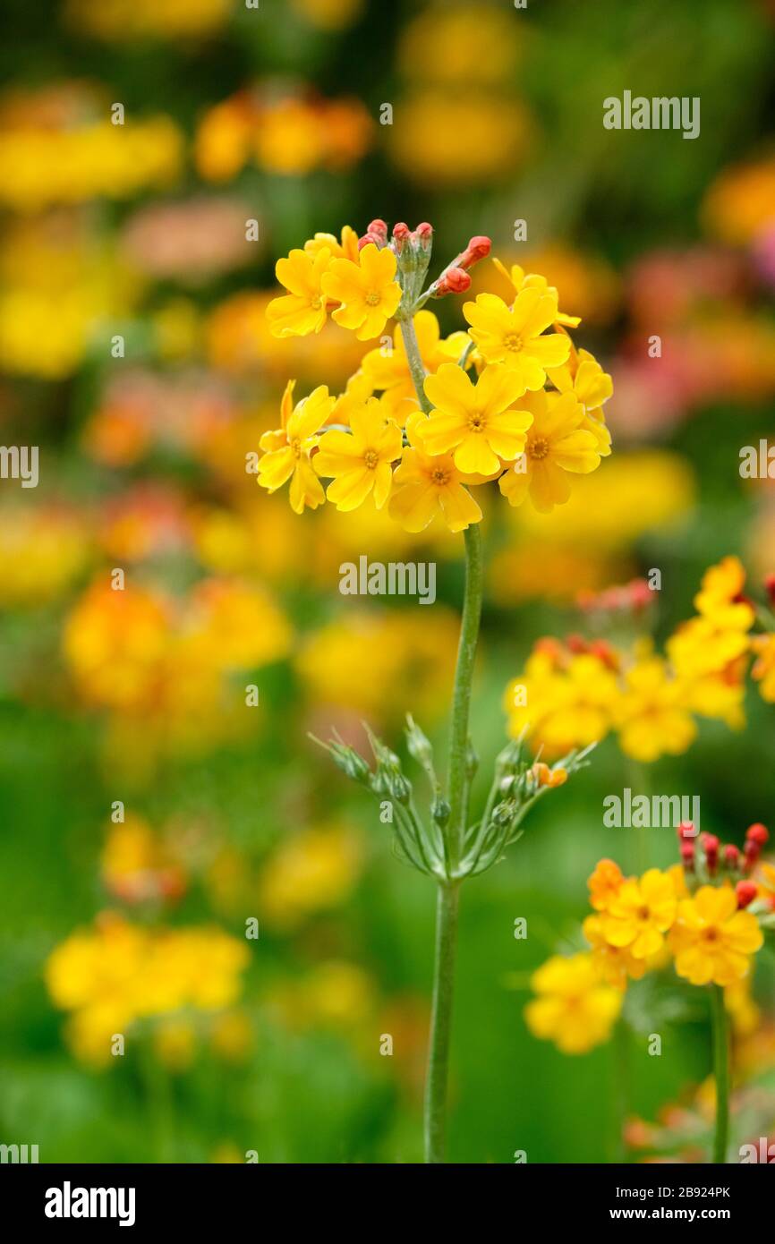 Fiori gialli di primula candelabri ibridi in primavera Foto Stock