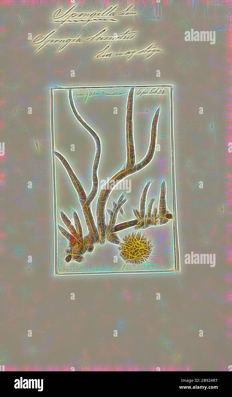 Spongia lacustris, Print, Spongilla lacustris è una specie di spugna della famiglia delle spugne d'acqua dolce Spongillidae che vive su laghi d'acqua dolce. Cresce spesso sotto tronchi o rocce. Si estende dal Nord America all'Europa e all'Asia. Hanno la capacità di riprodurre sia in modo asexually che sessualmente. Essi diventano dormienti durante l'inverno., Reimagined da Gibon, design di calore allegro di luminosità e raggi di luce radianza. Arte classica reinventata con un tocco moderno. La fotografia ispirata al futurismo, che abbraccia l'energia dinamica della tecnologia moderna, del movimento, della velocità e rivoluziona la cultura. Foto Stock