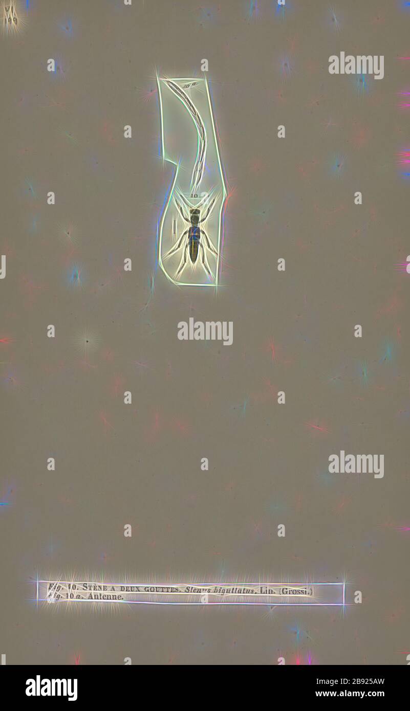 Stenus, Print, Stenus è un genere di coleotteri semianacquati della sottofamiglia Steninae, e probabilmente il più grande genere del regno Animalia, con circa 3000 specie conosciute in tutto il mondo (solo il genere di coleotteri Agrilus è di dimensioni paragonabili). Sono noti per il nuoto emettendo secrezioni di ghiandola pigidiana che riducono la tensione superficiale e permettono loro di muoversi sulla superficie di acqua., Reimagined da Gibon, disegno di calore allegro di luminosità e raggi di luce radianza. Arte classica reinventata con un tocco moderno. Fotografia ispirata al futurismo, che abbraccia l'energia dinamica della tecnologia moderna, il movimento Foto Stock