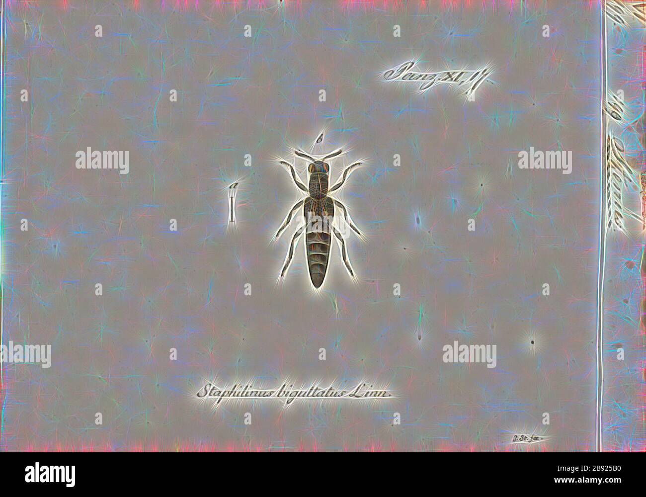 Stenus, Print, Stenus è un genere di coleotteri semianacquati della sottofamiglia Steninae, e probabilmente il più grande genere del regno Animalia, con circa 3000 specie conosciute in tutto il mondo (solo il genere di coleotteri Agrilus è di dimensioni paragonabili). Sono noti per il nuoto emettendo secrezioni di ghiandola pigidiana che riducono la tensione superficiale e permettono loro di muoversi sulla superficie di acqua., Reimagined da Gibon, disegno di calore allegro di luminosità e raggi di luce radianza. Arte classica reinventata con un tocco moderno. Fotografia ispirata al futurismo, che abbraccia l'energia dinamica della tecnologia moderna, il movimento Foto Stock
