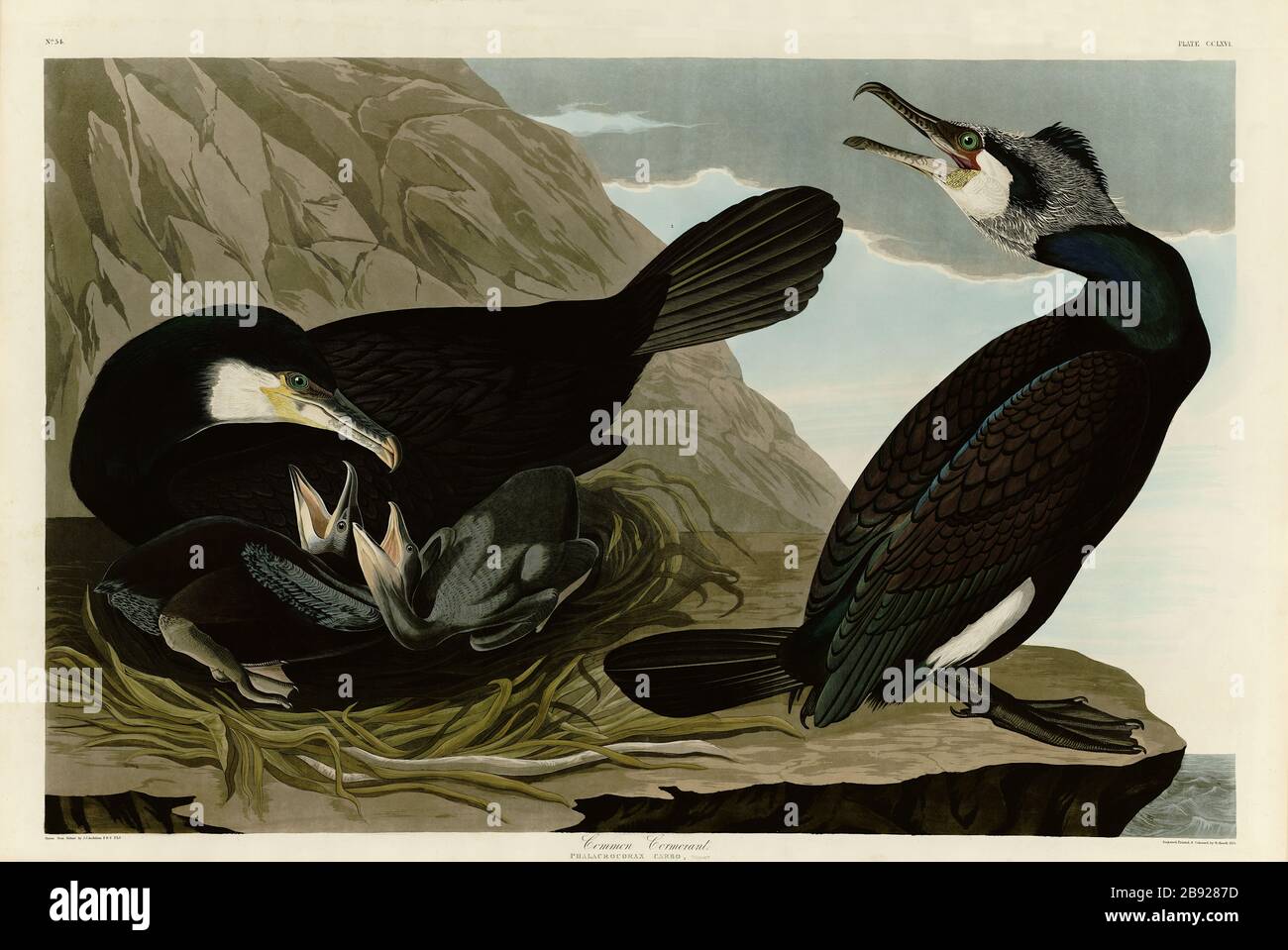 Plate 266 Cormorano comune (Grande Cormorano) The Birds of America Folio (1827–1839) John James Audubon - immagine modificata ad altissima risoluzione e qualità Foto Stock