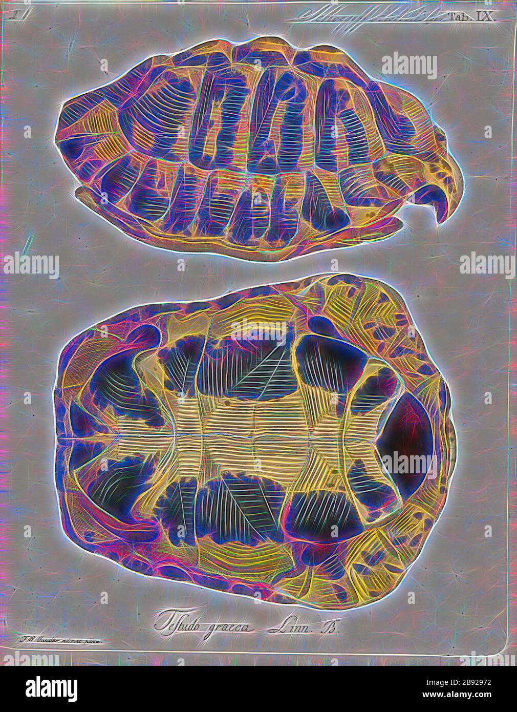 Testudo graeca, stampa la tartaruga greca (Testudo graeca), anche conosciuto comunemente come lo sperone-thighed tartaruga, è una specie di tartaruga in famiglia Testudinidae. Testudo graeca è una delle cinque specie di tartarughe del Mediterraneo (generi Testudo e Agrionemys). Le altre quattro specie sono Hermann's tartaruga (Testudo hermanni), la tartaruga egiziana (Testudo kleinmanni), la Testuggine marginata (Testudo marginata) e il russo tartaruga (Agrionemys horsfieldii). La tartaruga greca è molto lunga vita animale, il raggiungimento di una durata di vita di verso l'alto di 125 anni, con alcuni rapporti non verificata di fino a 2 Foto Stock