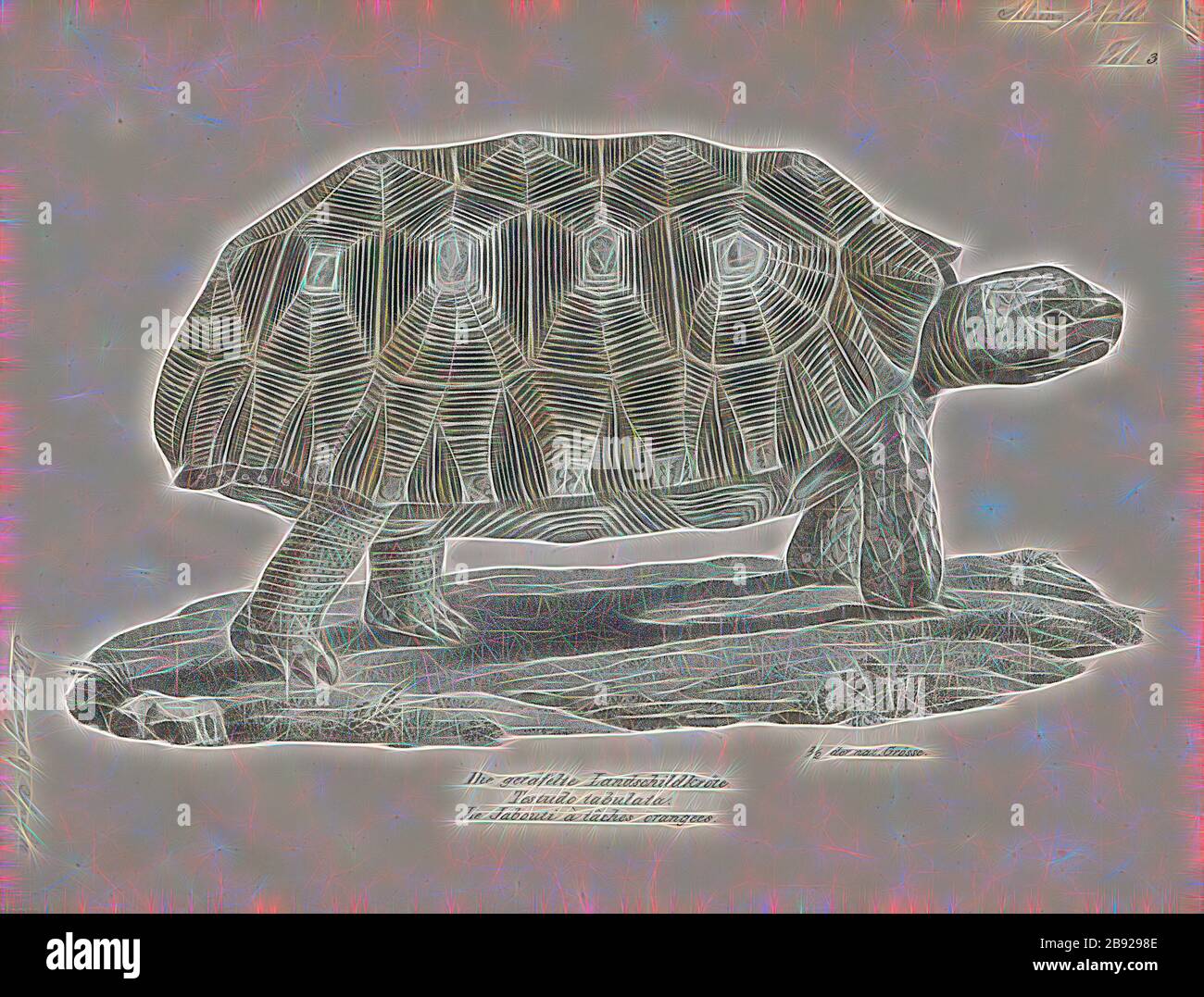 Testudo tabulata, Print, la tartaruga gialla (Chelonoidis denticulatus), conosciuta anche come tartaruga gigante brasiliana, comunemente chiamata tartaruga gigante brasiliana, o più comunemente, la tartaruga grande, è una specie di tartaruga della famiglia Testudinidae ed è strettamente legata alla tartaruga rossa (C. carbonaria). Si trova nel Bacino Amazzonico del Sud America., 1700-1880, Reimagined by Gibon, design di calore allegro di luminosità e raggi di luce radianza. Arte classica reinventata con un tocco moderno. La fotografia ispirata al futurismo, che abbraccia l'energia dinamica della tecnologia moderna Foto Stock