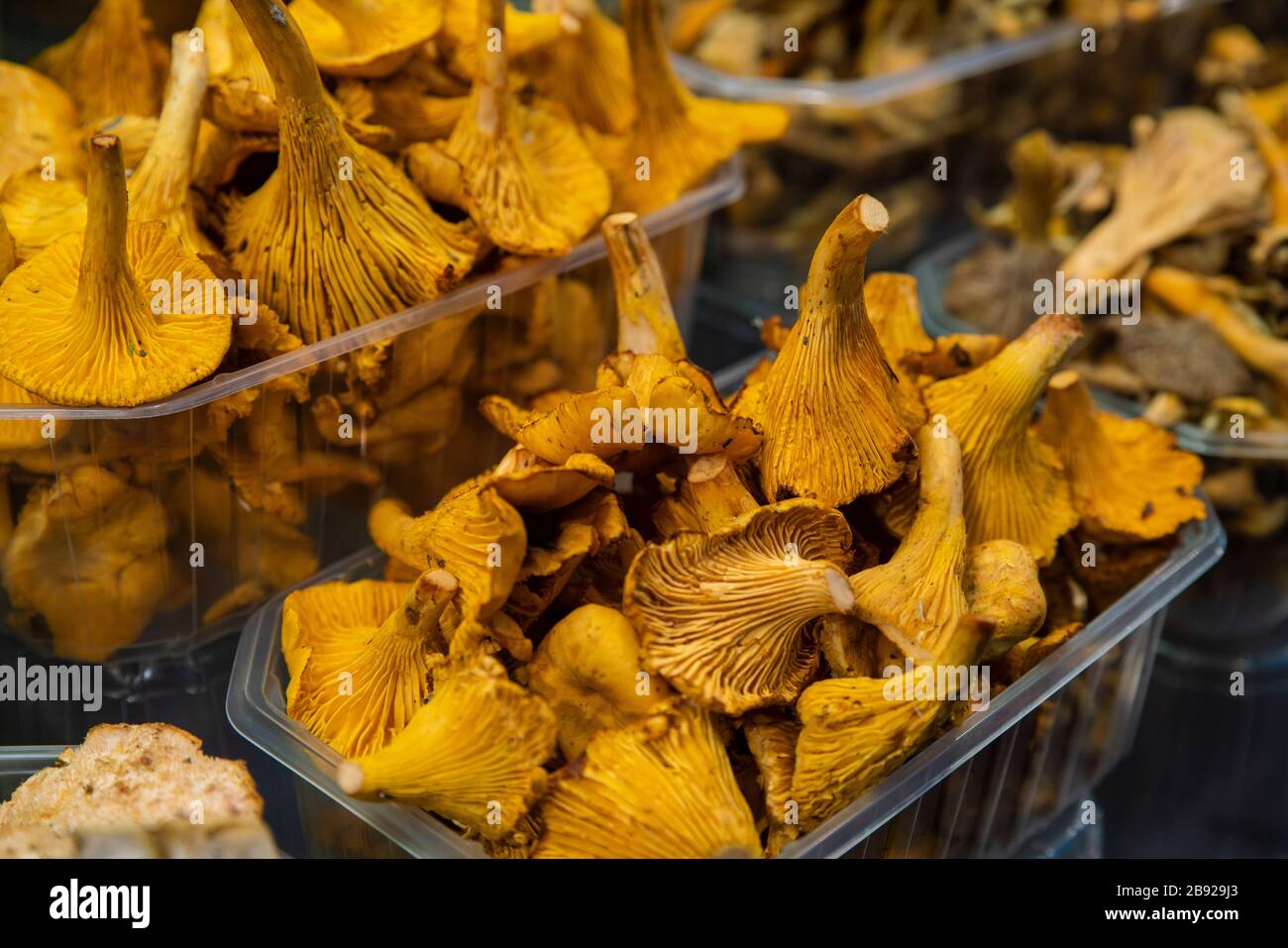 Funghi Chanterelle al mercato la Boqueria Foto Stock