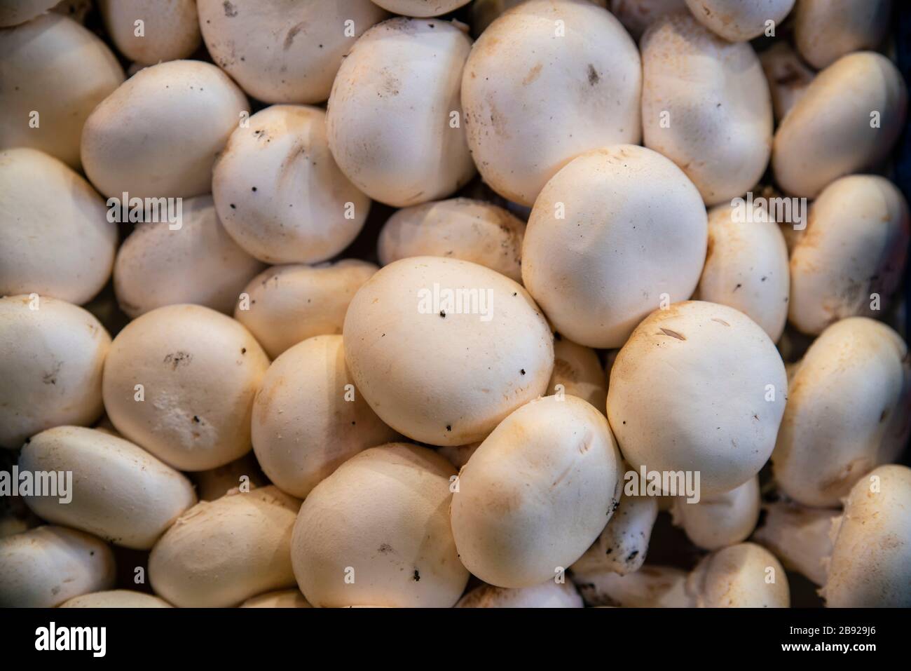 Funghi in Mercado al mercato la Boqueria Foto Stock