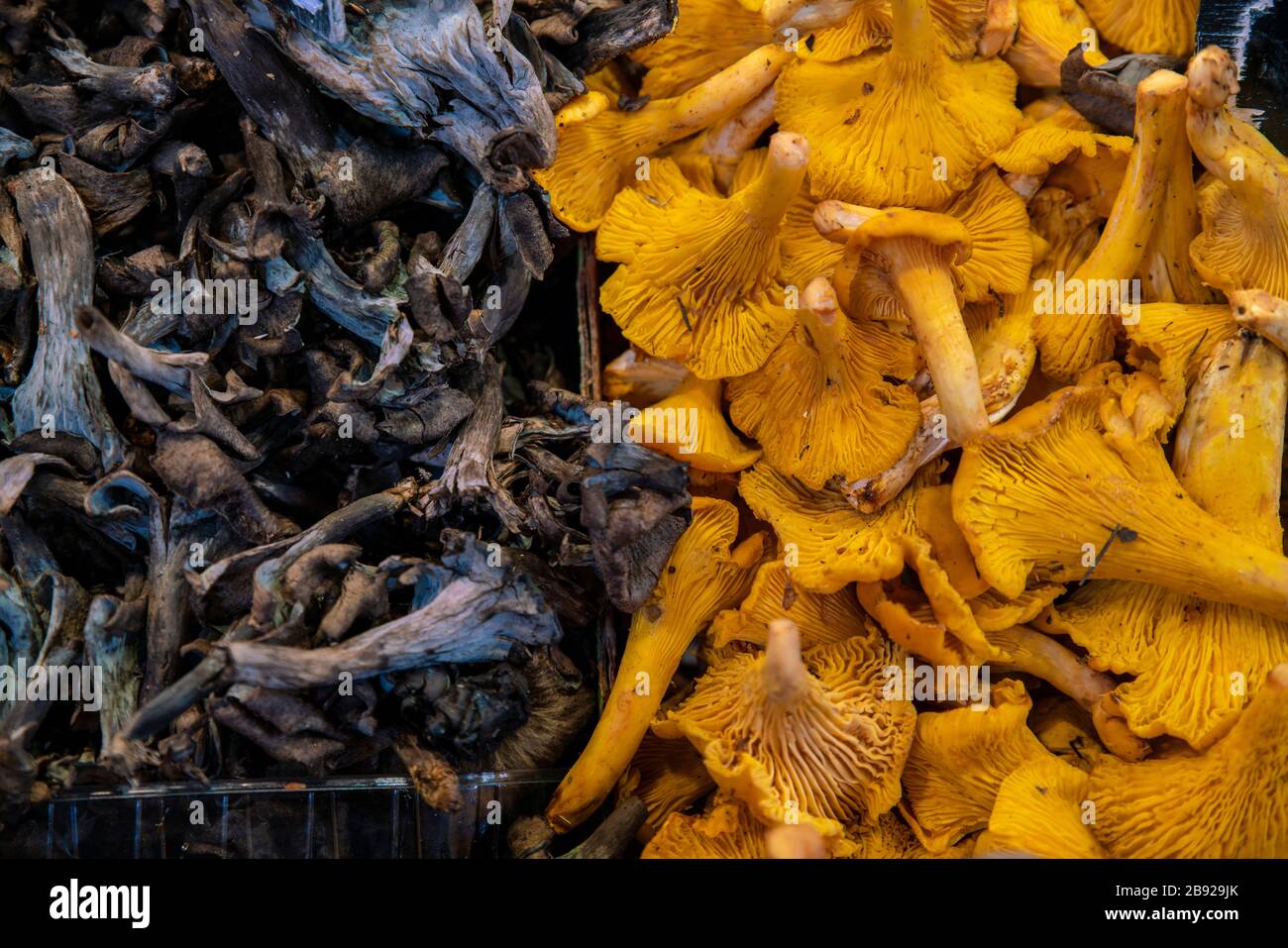 Funghi e funghi al mercato la Boqueria vicino Rambla a Barcellona Foto Stock