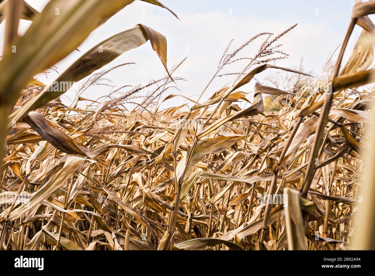 Il mais d'oro soffia nel vento in piedi in un campo a Madison, WI Foto Stock