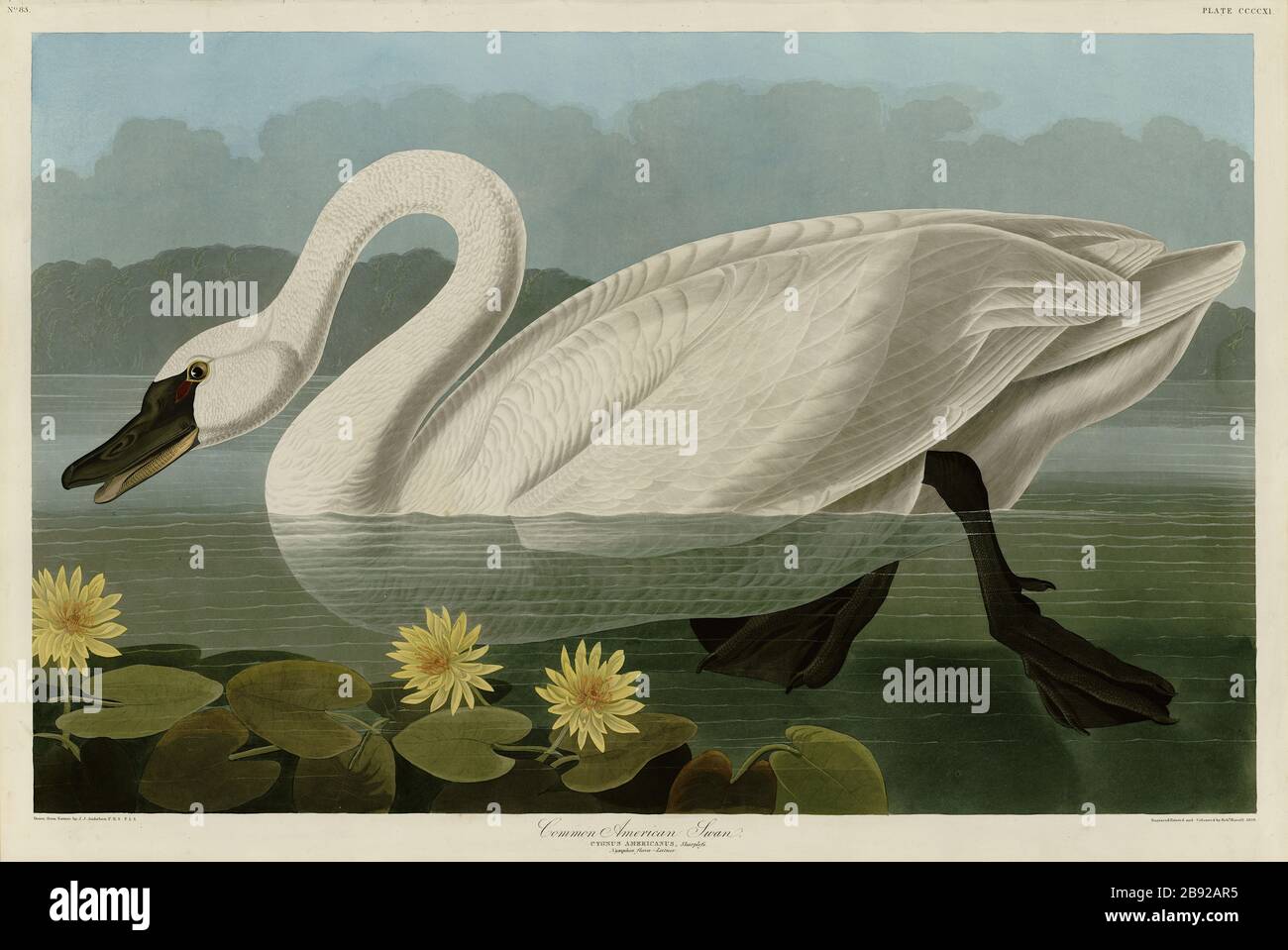 Plate 411 Common American Swan (Tundra Swan) The Birds of America Folio (1827–1839) John James Audubon - immagine modificata ad alta risoluzione e qualità Foto Stock
