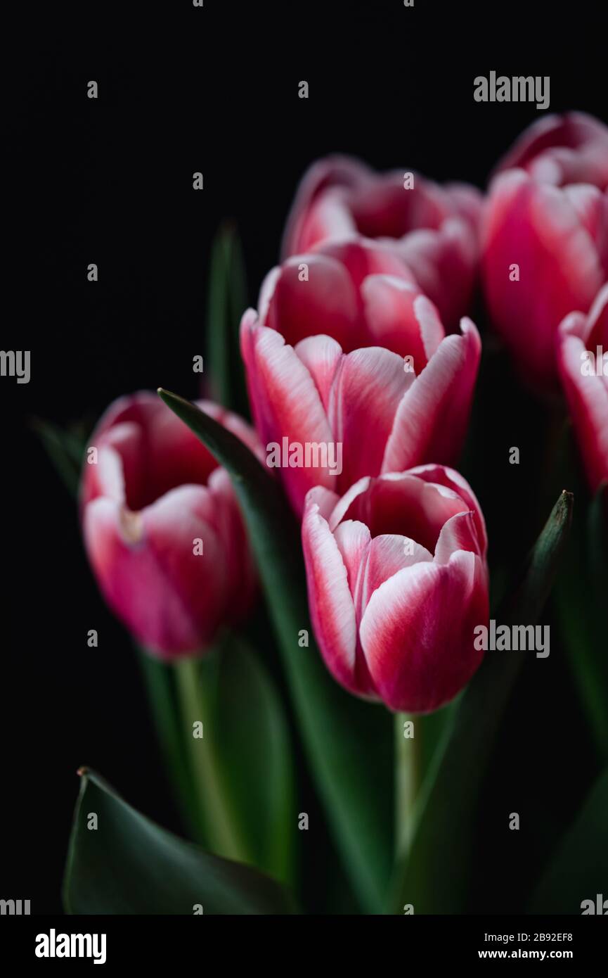 Primo piano di bouquet di tulipani rosa e bianco su sfondo nero. Foto Stock