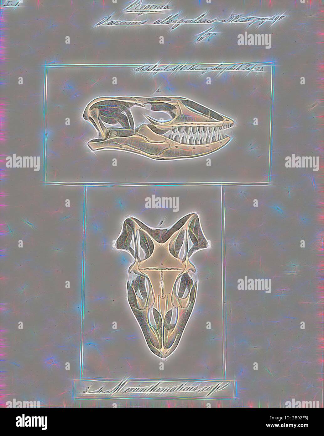 Varanus albigularis, Print, il monitor rock (Varanus albigularis), detto anche il monitor bianco-thromato, è una specie di lucertola della famiglia Varanidae. La specie è endemica dell'Africa centrale, orientale e meridionale. È la seconda lucertola più lunga del continente, e la più pesante, locale, è chiamata leguaan o likewaan., 1700-1880, Reimagined by Gibon, disegno di calore allegro di luminosità e raggi di luce radianza. Arte classica reinventata con un tocco moderno. Fotografia ispirata al futurismo, che abbraccia l'energia dinamica della tecnologia moderna, del movimento, s Foto Stock