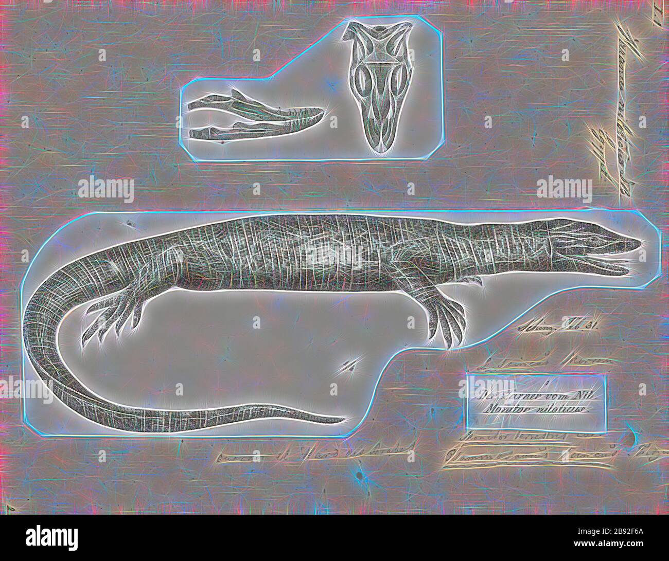 Varanus niloticus, Stampa, il monitor del Nilo (Varanus niloticus) è un grande membro della famiglia di monitor (Varanidae) che si trova in gran parte dell'Africa, ma è assente da ovest, dove è sostituito da Varanus stellatus. Altri nomi comuni includono la lucertola africana del piccolo-grano, leguaan dell'acqua o leguaan del fiume (legan, leguaan e likewaan media monitor lizard in inglese sudafricano e può essere usato in modo intercambiabile)., 1700-1880, Reimagined da Gibon, disegno di calore allegro di luminosità e di radianza dei raggi di luce. Arte classica reinventata con un tocco moderno. Fotografia ispirata a futuri Foto Stock