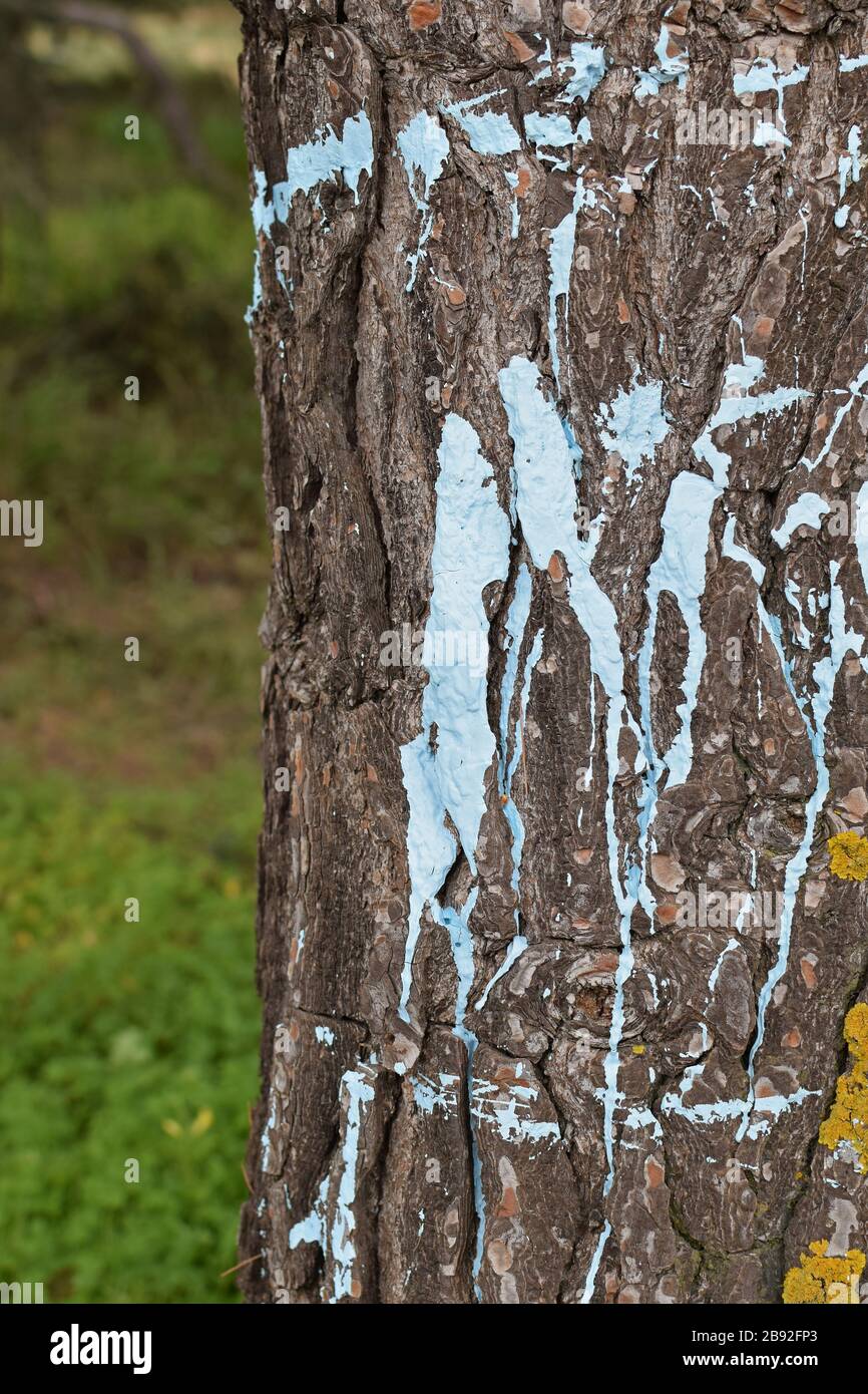 Tronco dell'albero spruzzato con vernice blu. Sfondo astratto. Foto Stock
