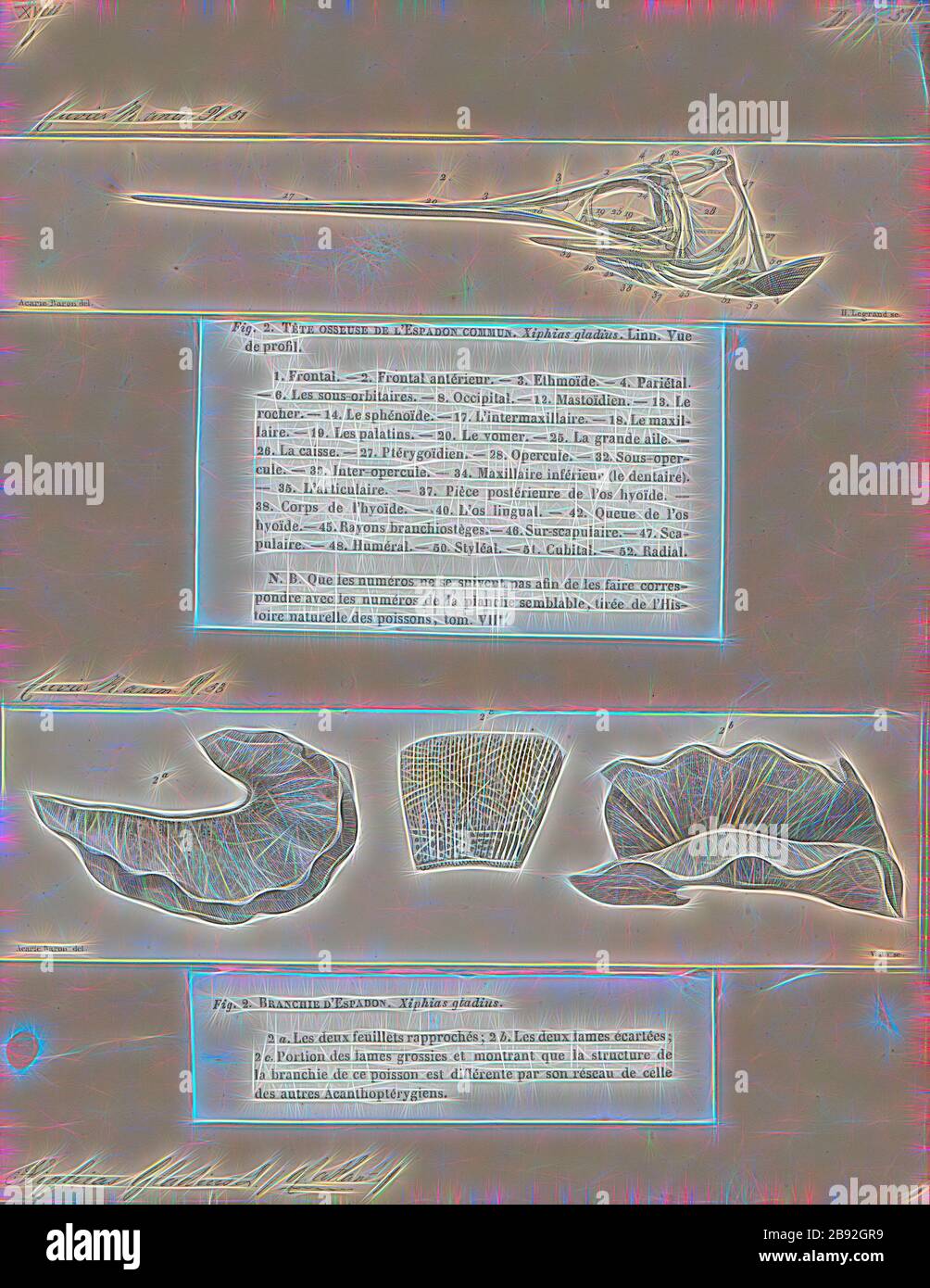 Xiphias gladius, Stampa, Pesce spada (Xiphias gladius), noto anche come broadbills in alcuni paesi, sono grandi, altamente migratorie, pesci predatori caratterizzato da una lunga e piatta, ha sottolineato bill. Essi sono uno sport popolare e di un pesce del billfish categoria, benchè sfuggente. Pesce spada sono allungate, rotondi e corposi e perdere tutti i denti e le scale di età adulta. Questi pesci sono trovati ampiamente in aree tropicali e temperate parti dell' Atlantico, Pacifico e Indiano, e tipicamente può essere trovato da vicino alla superficie per una profondità di 550 m (1, 800 ft). Essi comunemente raggiungere 3 m (9.8 ft) in lunghezza e il massimo riportato è Foto Stock