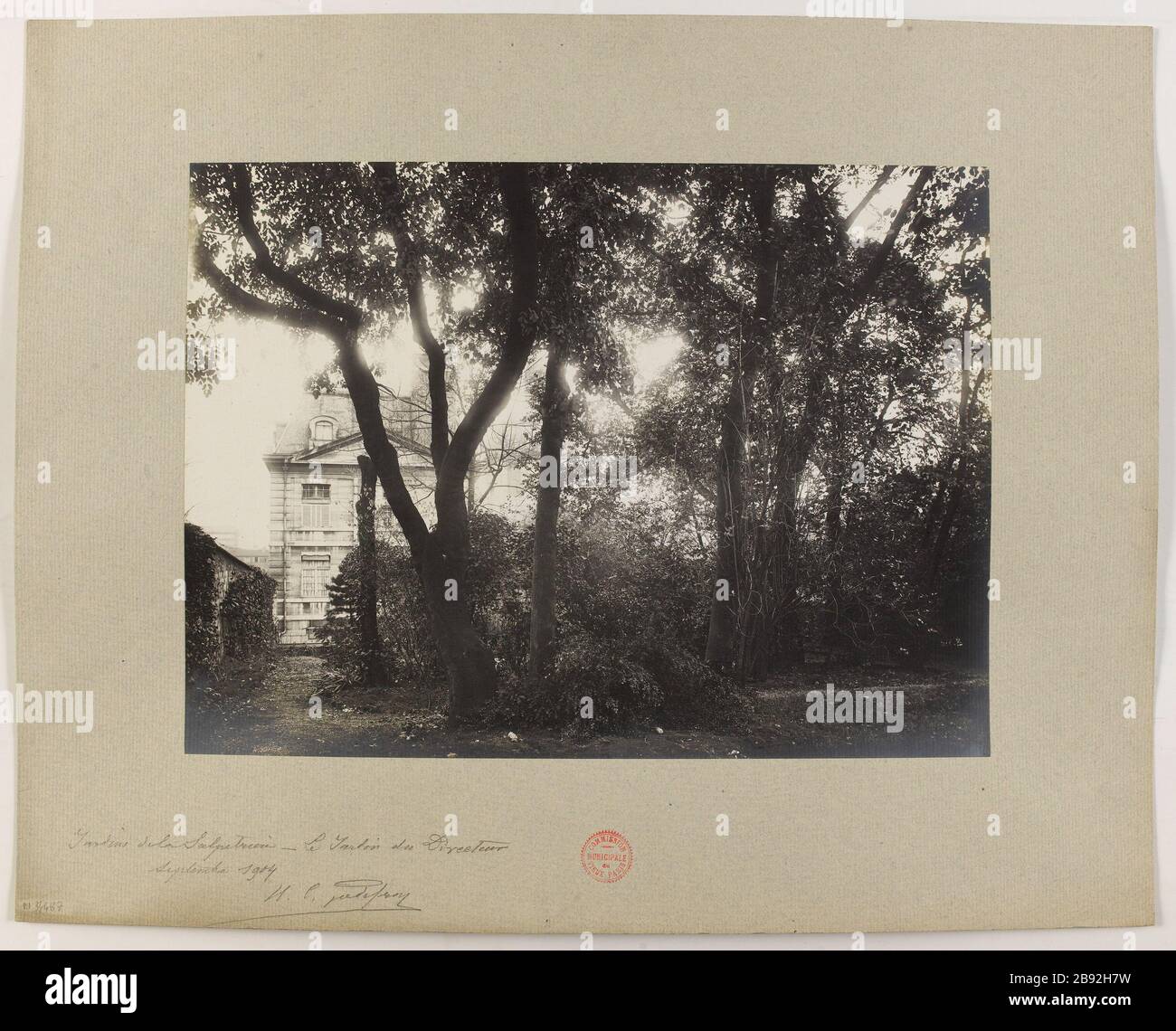 Giardini del Salpetriere - il direttore del giardino. Il direttore del giardino, giardini di Salpetriere, 13 ° arrondissement, Parigi le jardin du directeur, jardins de la Salpêtrière, Parigi (XIII ème arr.). Photographie d'Henri Emile Cimarosa Godefroy (1837-1913). Tigre au gélatino-bromure d'argent, settembre 1904. Parigi, musée Carnavalet. Parigi, musée Carnavalet. Foto Stock