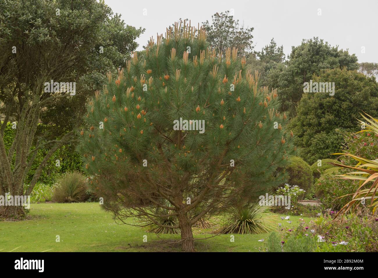 Pinus Thunbergii (pino nero giapponese) in un giardino sull'isola di Tresco, nelle isole di Scilly, Inghilterra, Regno Unito Foto Stock