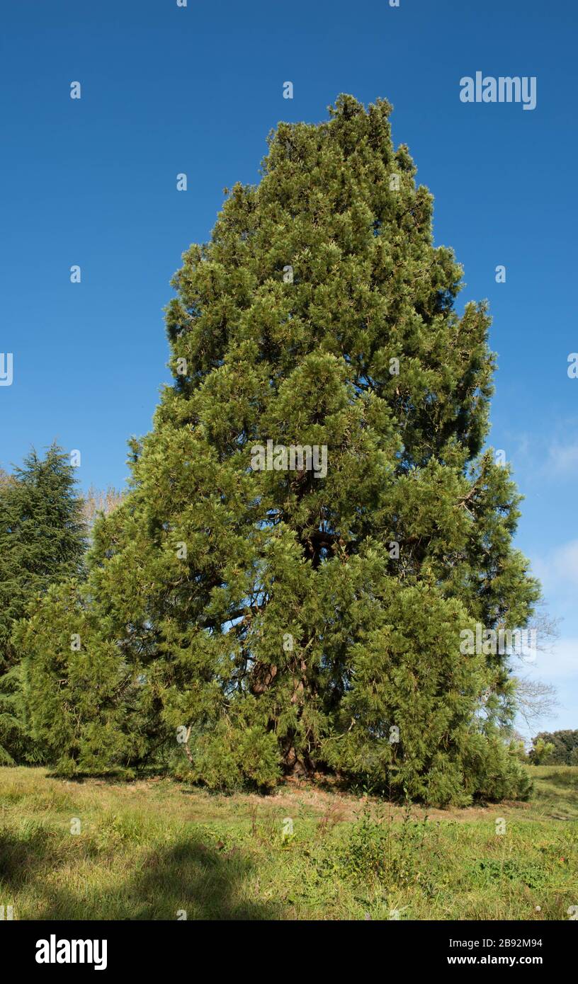 Evergreen Coniferous Japanese Black Pine Tree (Pinus thunbergii) in un paesaggio di bosco nel Sussex occidentale, Inghilterra, Regno Unito Foto Stock