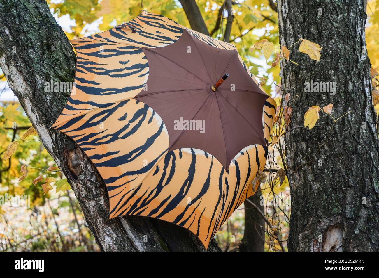 Apri un ombrello luminoso primo piano sui rami di albero nel parco, paesaggio autunnale, foglie cadute, foglie luminose e colorate. Stile di vita sano, attività all'aria aperta Foto Stock