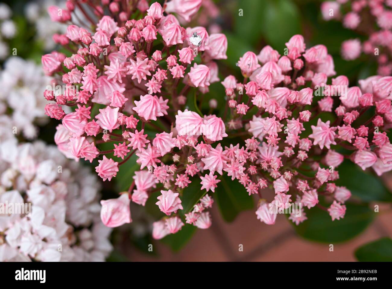 Kalmia latifolia fiori colorati Foto Stock