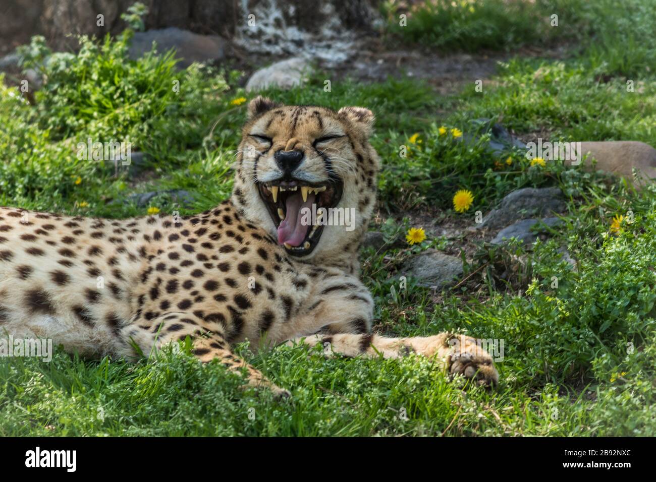 Gheetah, Acinonyx jubatus, con grande yawn si rilassa in erba verde punteggiata di fiori gialli Foto Stock