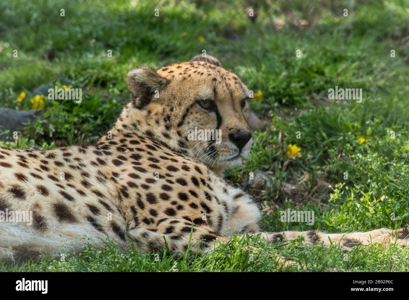 Il ghepardo, l'Acinonyx jubatus, si rilassa in erba verde punteggiata di fiori gialli Foto Stock