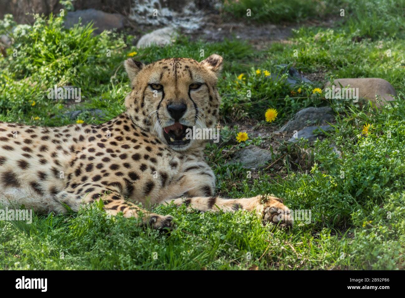 Il ghepardo, l'Acinonyx jubatus, si rilassa in erba verde punteggiata di fiori gialli Foto Stock