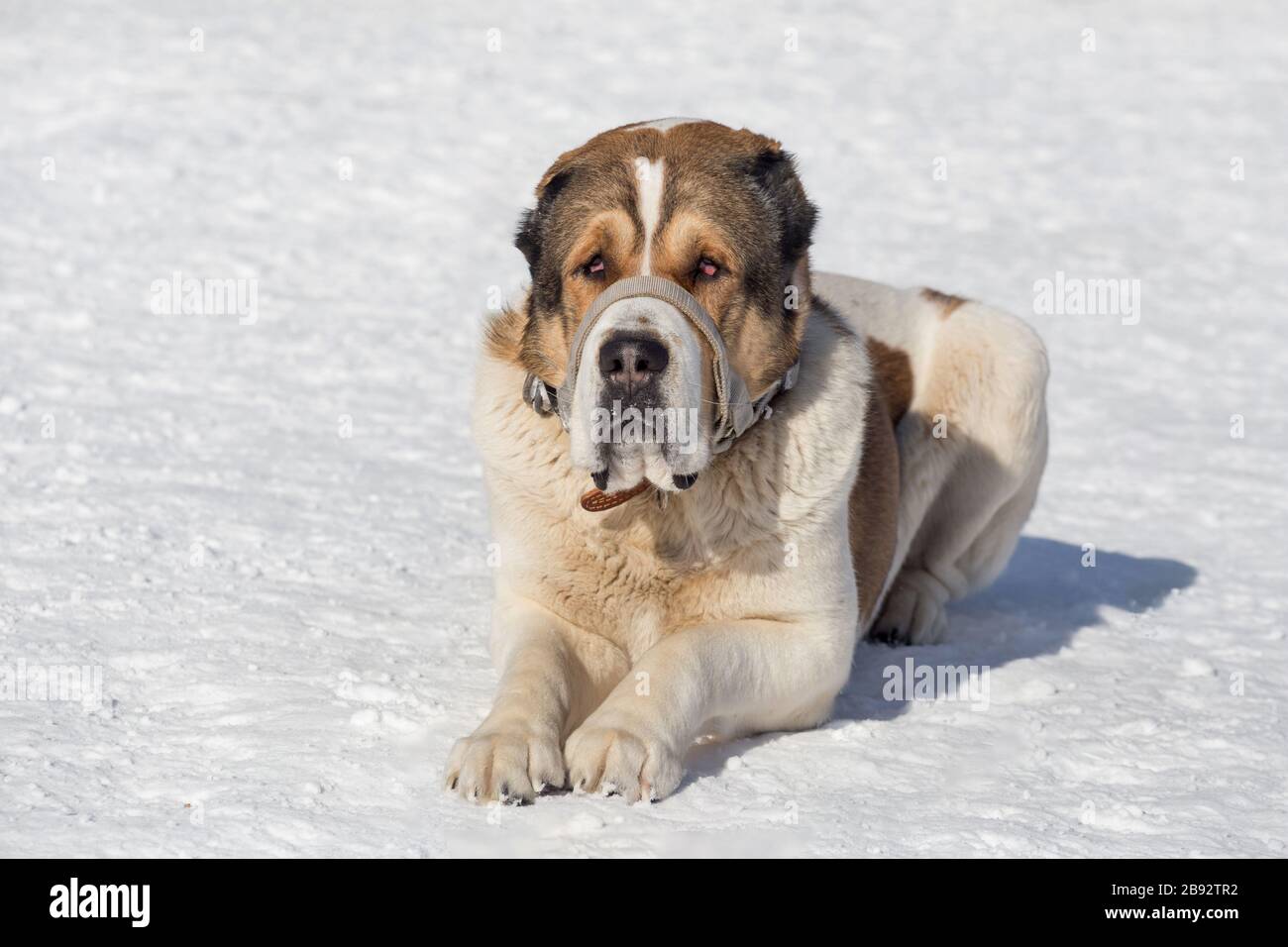 Il cane del pastore dell'asia centrale è sdraiato su una neve bianca e guardando la macchina fotografica. Animali domestici. Foto Stock