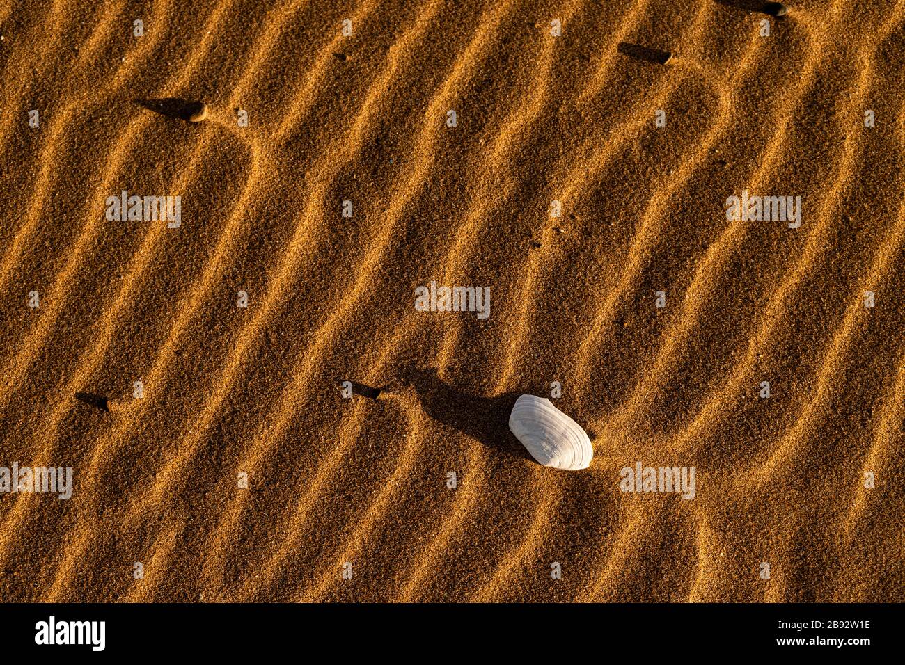 Conchiglia e increspature nella sabbia a Talacre sulla costa del Galles del Nord Foto Stock