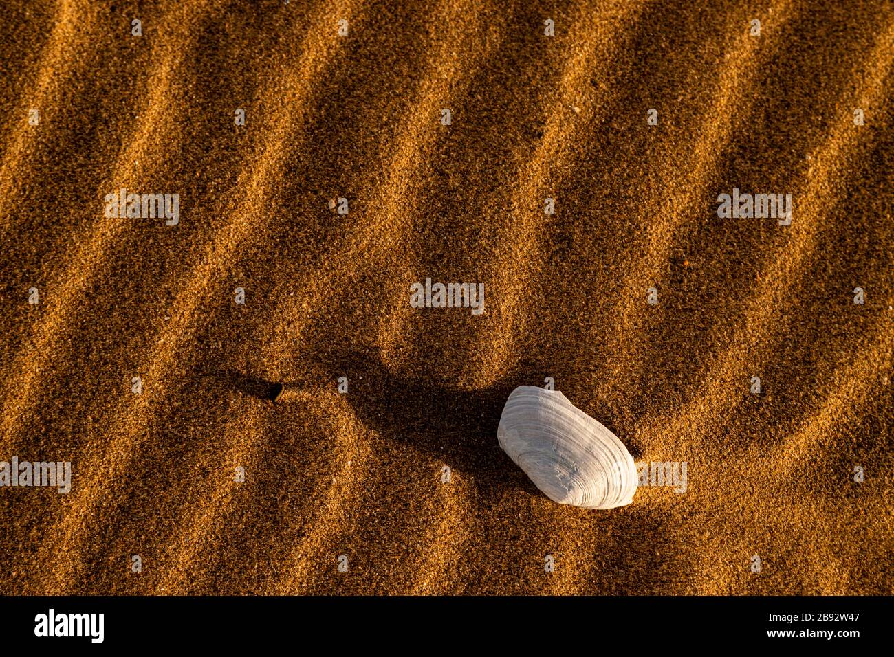 Conchiglia e increspature nella sabbia a Talacre sulla costa del Galles del Nord Foto Stock