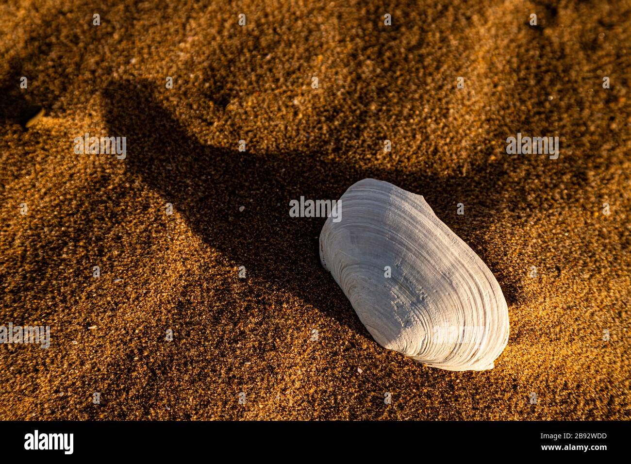 Conchiglia e increspature nella sabbia a Talacre sulla costa del Galles del Nord Foto Stock